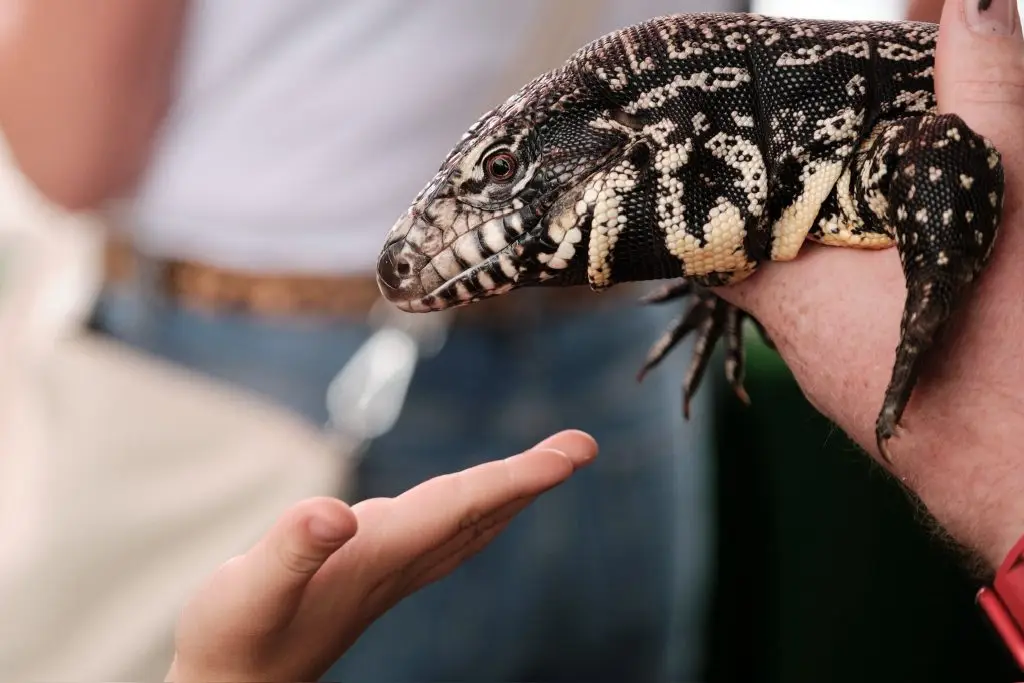 A black and white tegu lizard resting on a hand