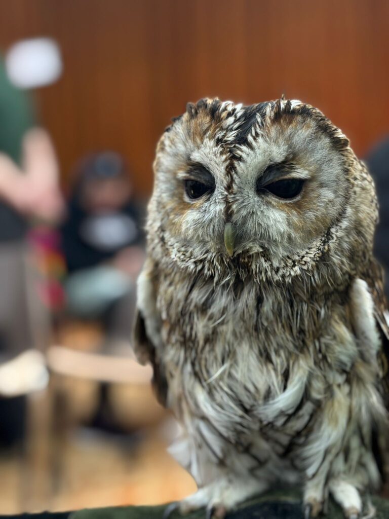 A tawny owl