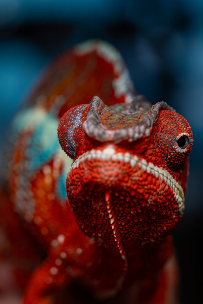 Barry the chameleon