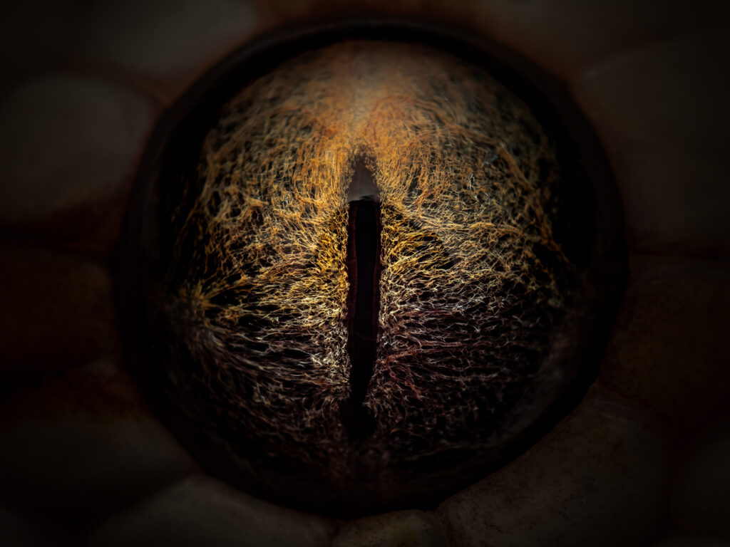 Close-up of Princess Leia the royal python's eye